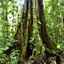 Giant Ceibo Tree