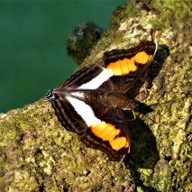 October - Migration of Butterflies 8