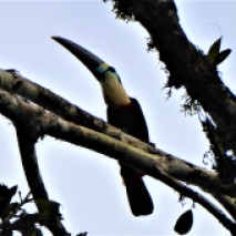 White Throated Toucan 2
