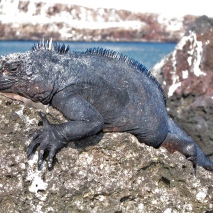marine iguana3