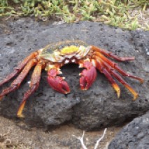 sally lightfoot-crab