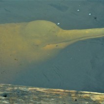 Pink River Dolphin 4