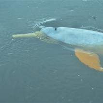 Pink River Dolphin 7
