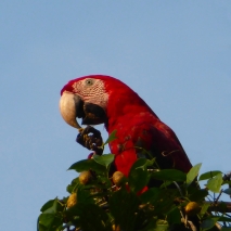 Red and Green Macaw 2